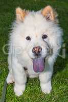 Chow Chow with blue tongue
