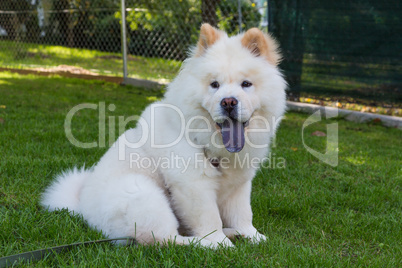 young chow chow pet