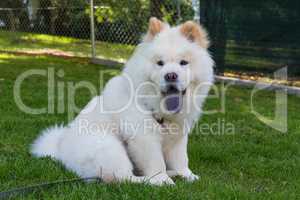 young chow chow pet