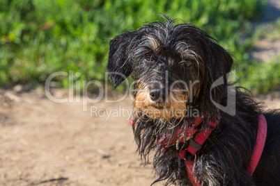 portrait of a dachshound