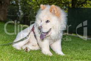 chow chow pet in the garden