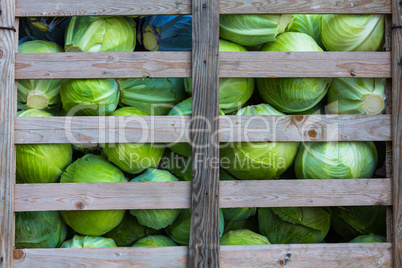 white cabbage in a box