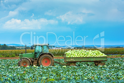tractor with trailer full of cabbage