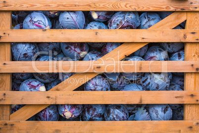 fresh harvested red cabbage