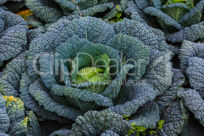 big savoy cabbage plant in the garden