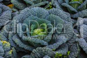 big savoy cabbage plant in the garden