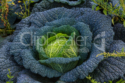 savoy cabbage grows in garden