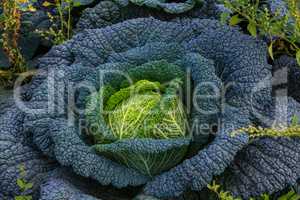 savoy cabbage grows in garden