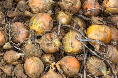 heap of fresh harvested onions