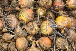 heap of fresh harvested onions