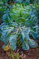 brussels sprouts grow in the garden