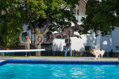hunting dog jumps into pool