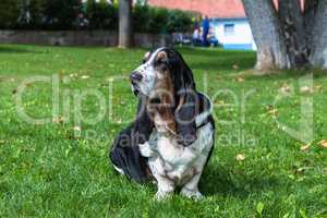 Basset hound sits on gras