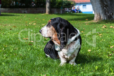 profile of a basset hound