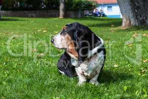 profile of a basset hound