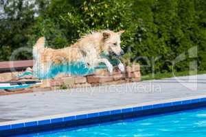 dog jumps into the swimming pool
