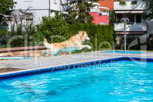 dog jumps into the pool