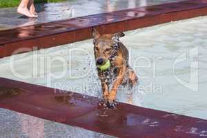 dog fetches ball out of water