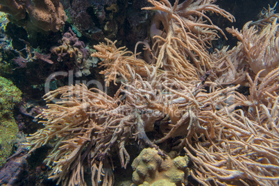 Beautiful coral reef with sea anemone