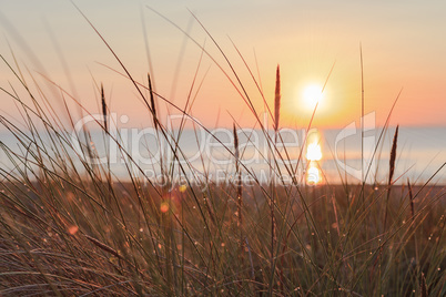 Dune grass in the sunrise at the beach