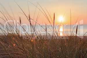 Dune grass in the sunrise at the beach