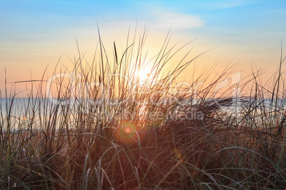 Dune grass in the sunrise at the beach