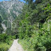 hiking trail through the forest slopes of mountains in summer su