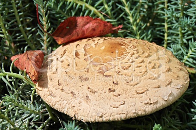 Parasol Pilz