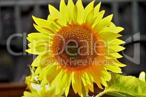 flammend Sonnenblume