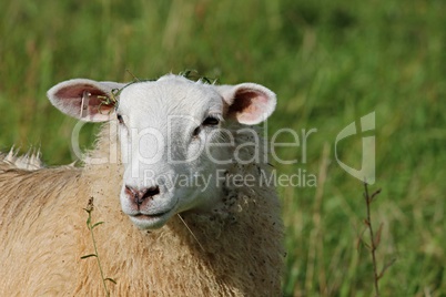 Schaf auf der Weide in Nahaufnahme