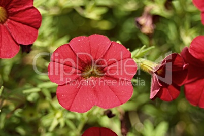 rote Blüte der Petunie