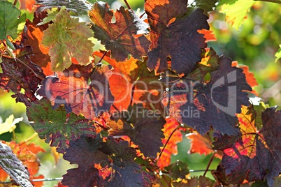 buntes Weinlaub im Herbst buntes Weinlaub im Herbst