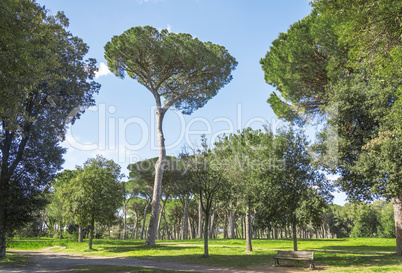 Landscape with pine trees