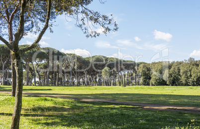 Landscape with pine trees