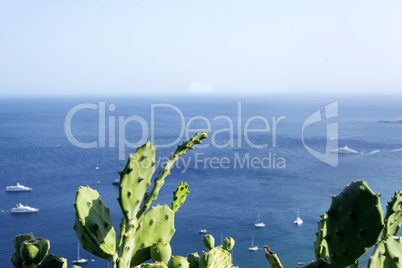 Cactus plant overlooks the sea in Sicily