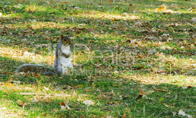 squirrel waiting in a park in autumn