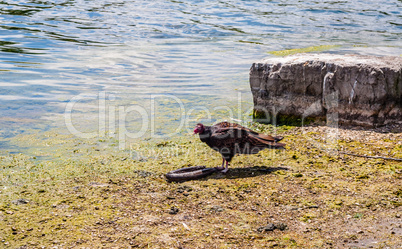 Turkey vulture near dead eel by water.