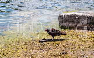 Turkey vulture near dead eel by water.