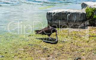 Turkey vulture eating dead eel by water and rocks.