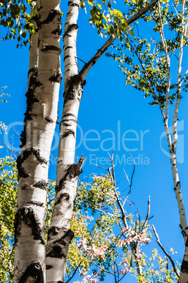 Birch trees against clear blue sky.