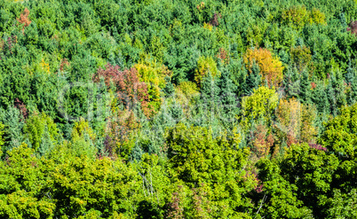 Dense green forest starting to turn to autumn colors.