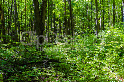 Dense green forest and leafy shrubs.