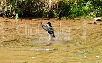 Male duck spreading wings in pond near shore.