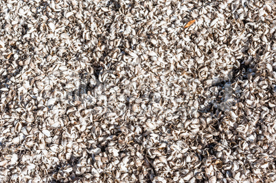 Background texture of mussel shells on beach.