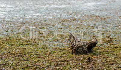 Tree stump in muddy algae-covered swamp.