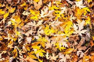 Mix of autumn leaves on ground.