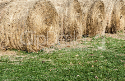 Several large round hay bales on grass.