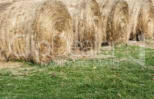 Several large round hay bales on grass.
