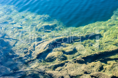 Transparent shallow water with algae covering bottom.