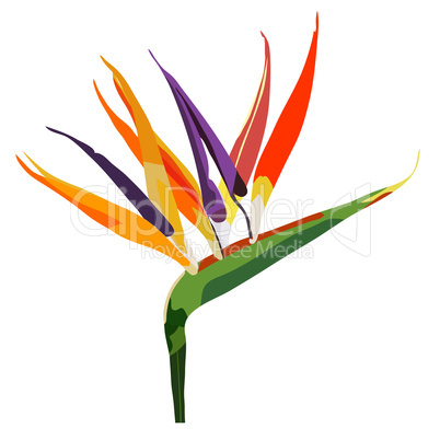 Bird of paradise flower (Strelitzia) isolated on white